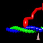 Cartoon of myosin motor head on actin filament